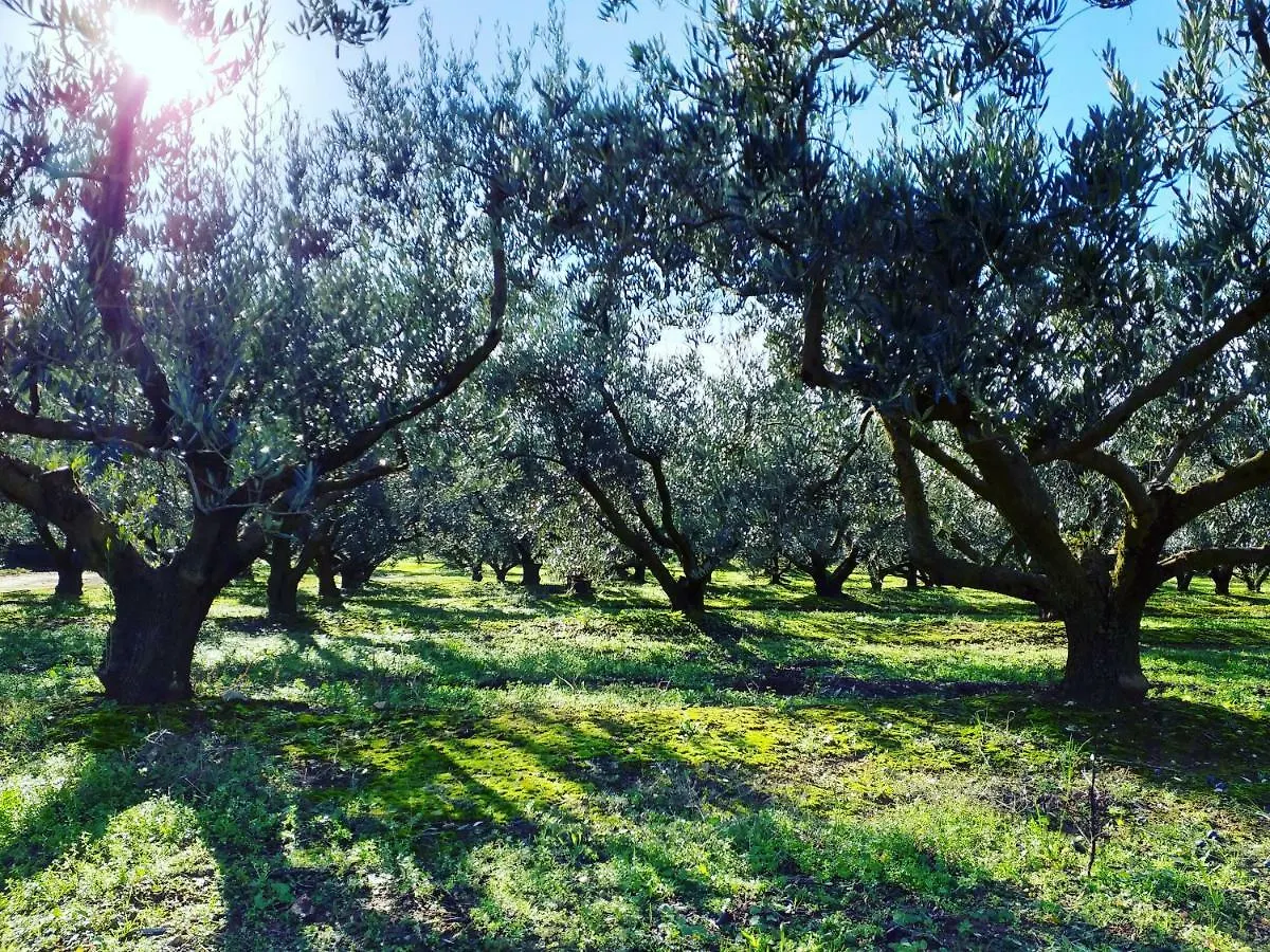 Can Brancos Torroella De Montgri